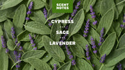 Alpine Sage - Fresh Daily Start