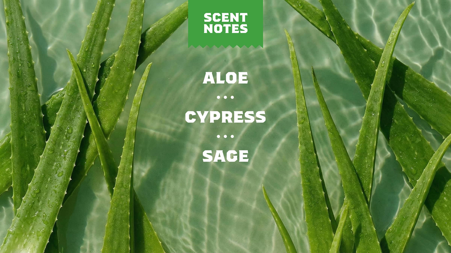 Cool Fresh Aloe Shampoo - Bright Smooth Start