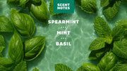 Spearmint Basil - Forest Trail Clean